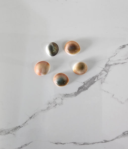 Gomati Chakra Shells - Pack of 5