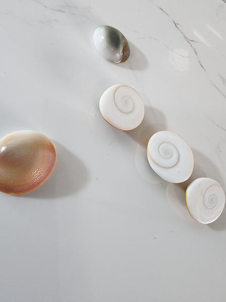 Gomati Chakra Shells - Pack of 5