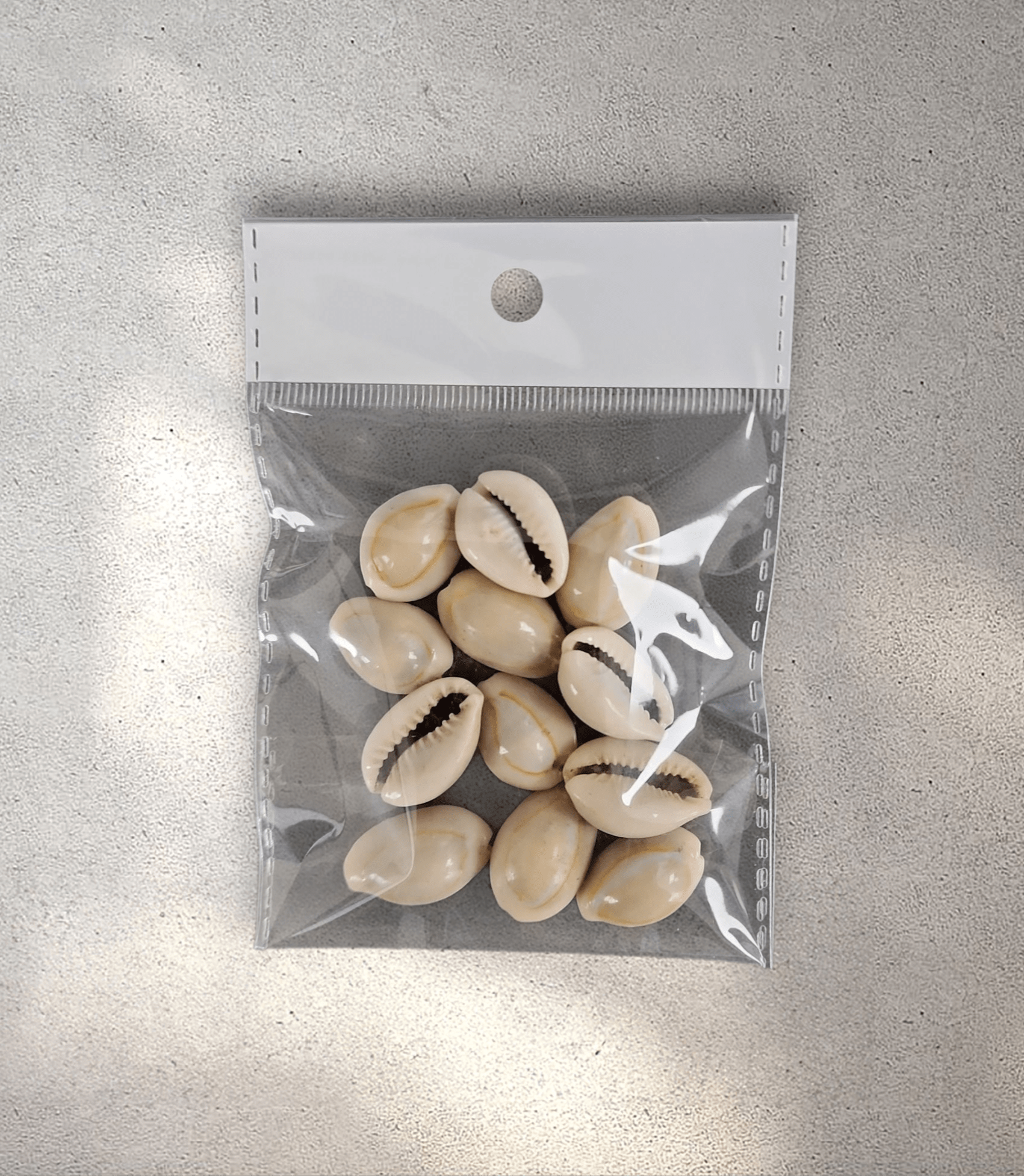 Cowrie Shells - Pack of 12