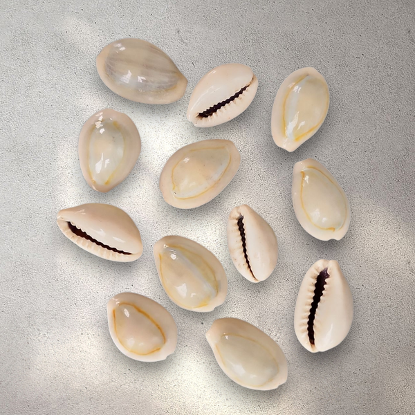 Cowrie Shells - Pack of 12