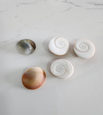 Gomati Chakra Shells - Pack of 5