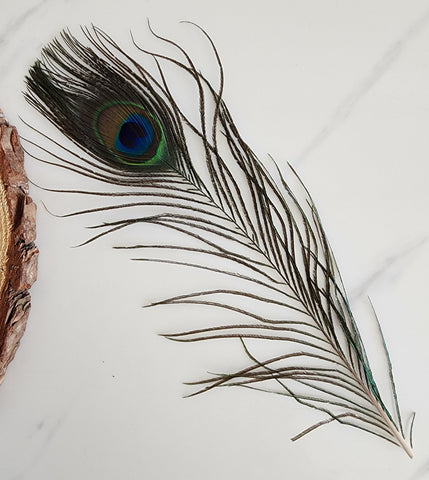 Peacock Feather